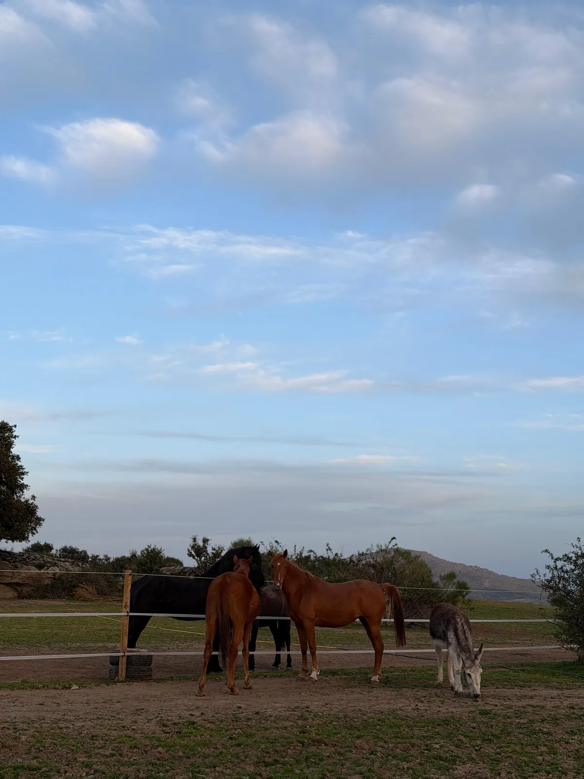 Atardecer en la finca