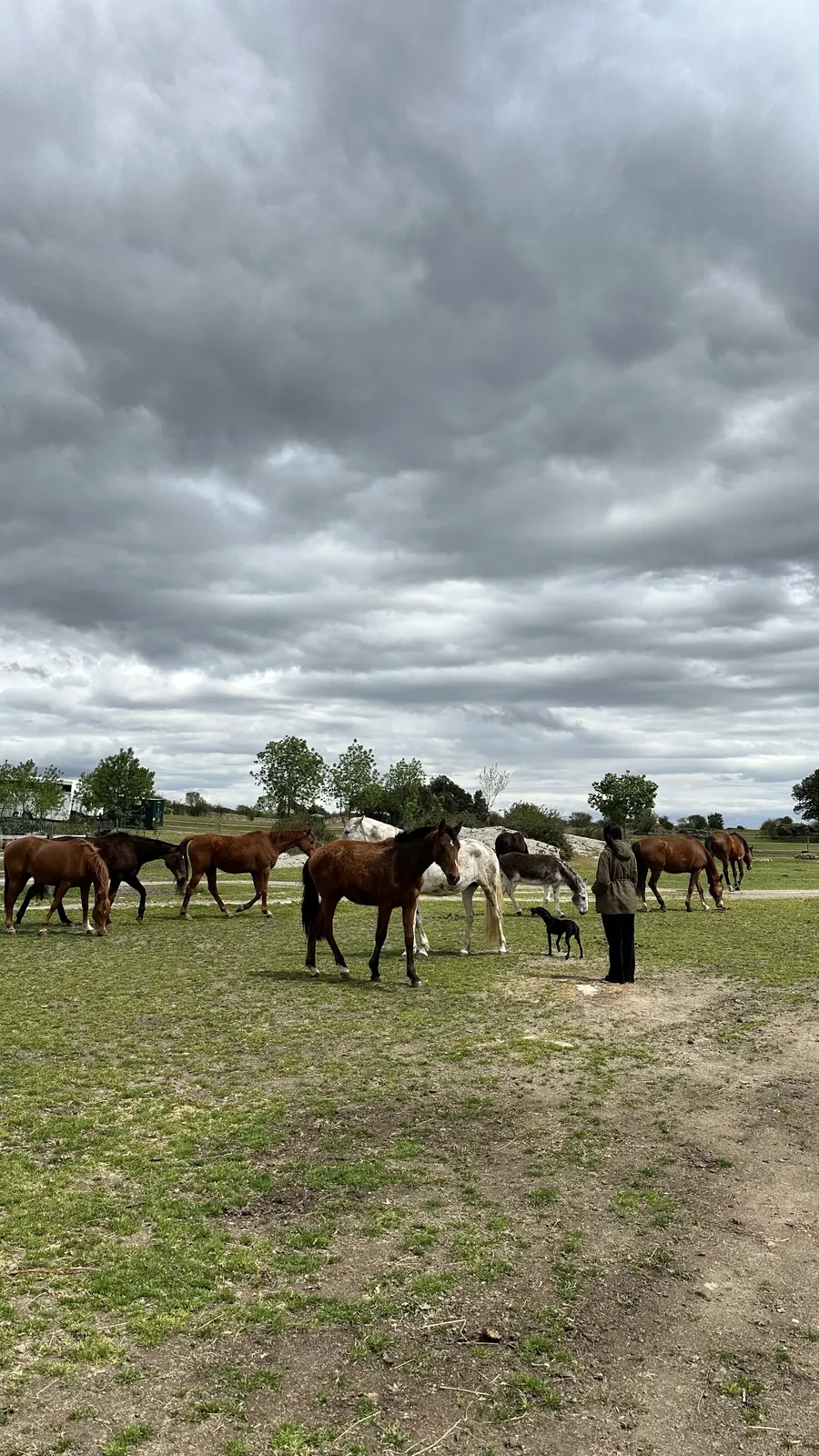 Caballos en libertad
